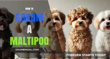 Mastering Maltipoo Grooming: A Comprehensive Guide for Pet Owners