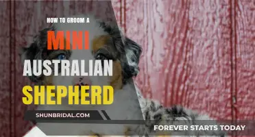 Mini Aussie Grooming Guide: Tips for a Happy, Healthy Coat