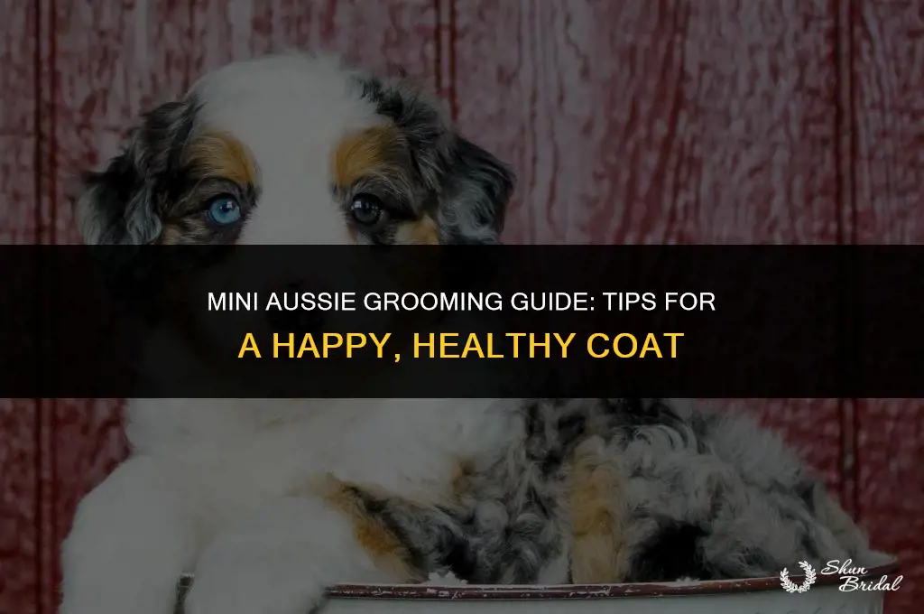 how to groom a mini australian shepherd