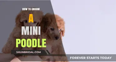 Mastering Mini Poodle Grooming: A Step-by-Step Guide