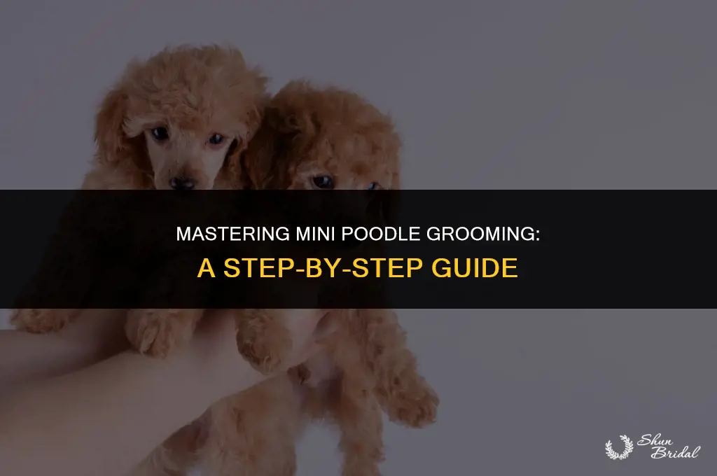 how to groom a mini poodle