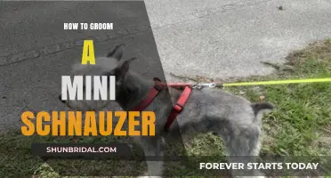 Mini Schnauzer Grooming: A Step-by-Step Guide for Perfect Results
