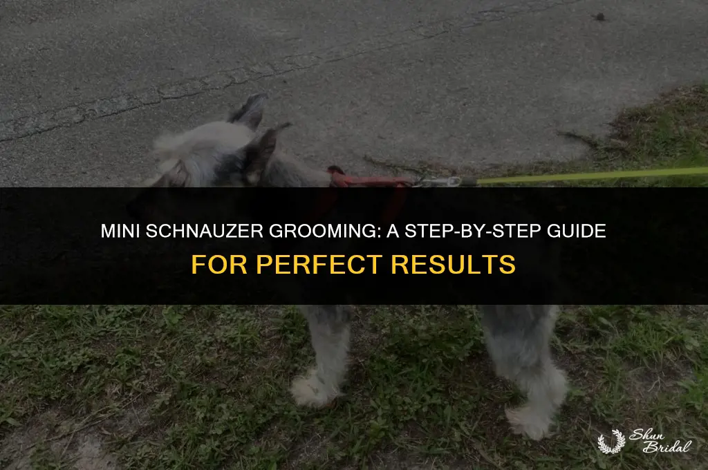 how to groom a mini schnauzer