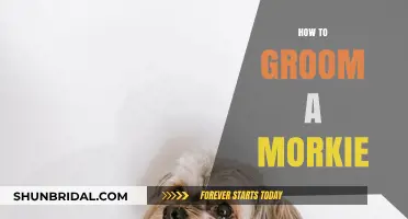 Mastering Morkie Grooming: A Step-by-Step Guide for Perfect Fur