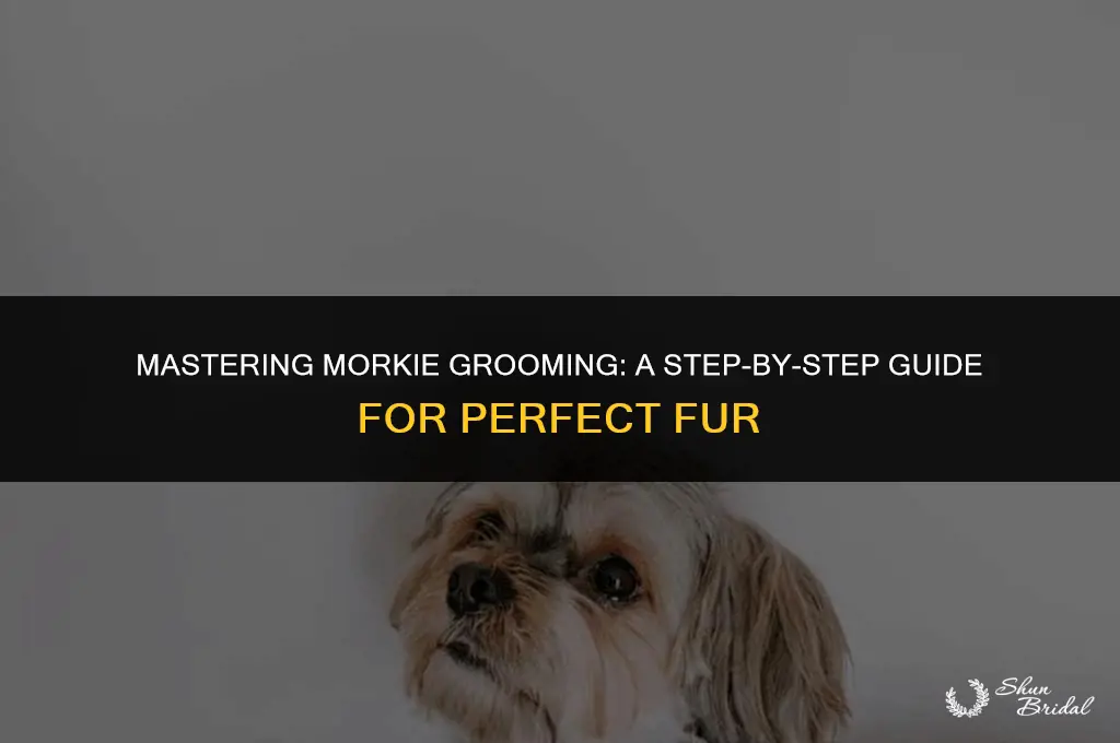 how to groom a morkie