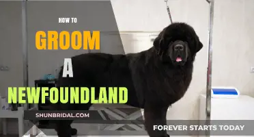 Mastering the Art of Grooming Your Majestic Newfoundland