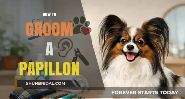 Mastering Papillon Grooming: A Comprehensive Guide for Pet Owners
