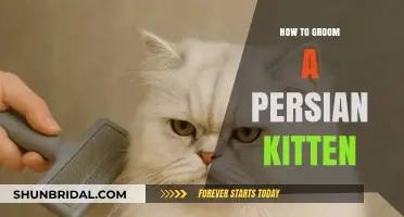 Purr-fectly Pampered: A Guide to Grooming Your Persian Kitten