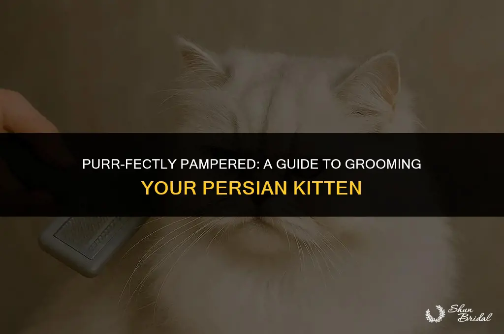 how to groom a persian kitten