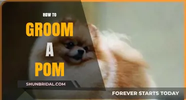 Pampering Your Pom: A Comprehensive Guide to Grooming