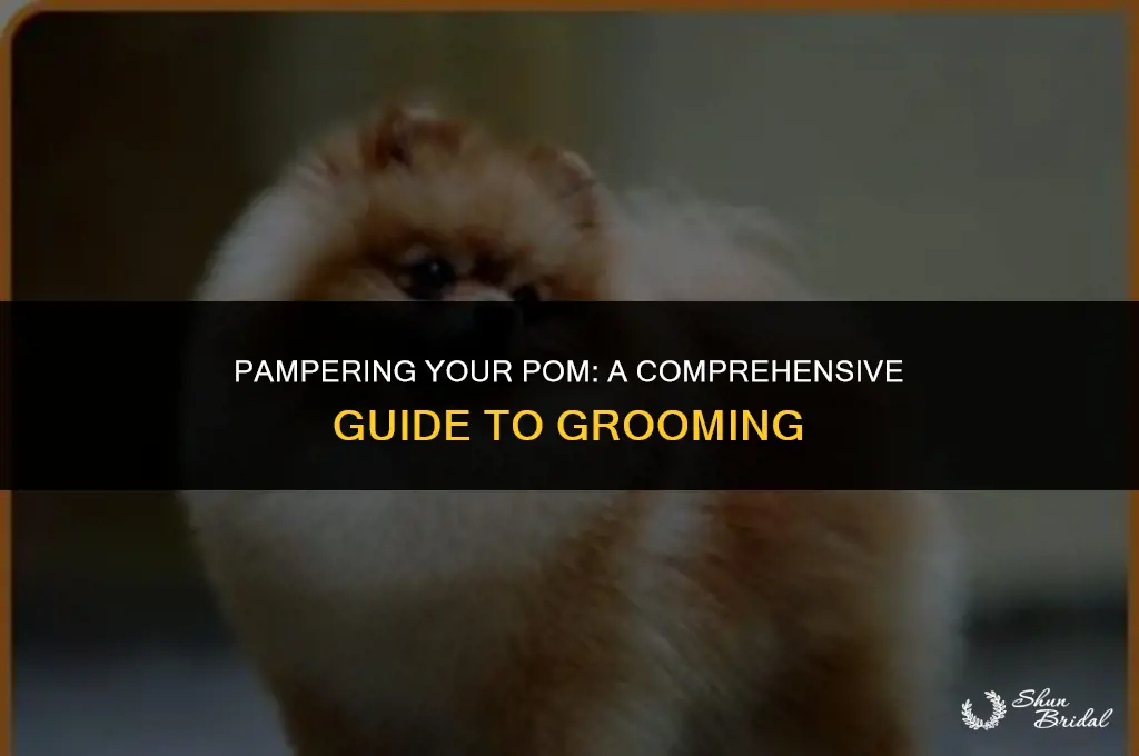 how to groom a pom