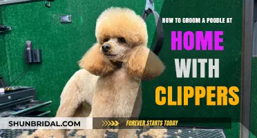 Mastering Poodle Grooming at Home with Clippers: A Step-by-Step Guide