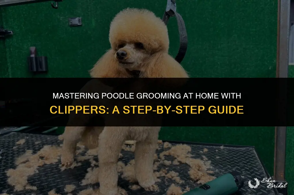 how to groom a poodle at home with clippers