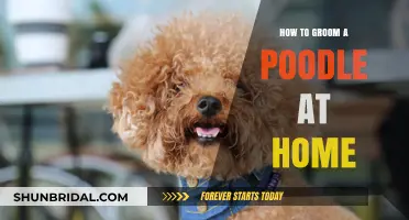 Mastering Poodle Grooming: A Step-by-Step Home Guide