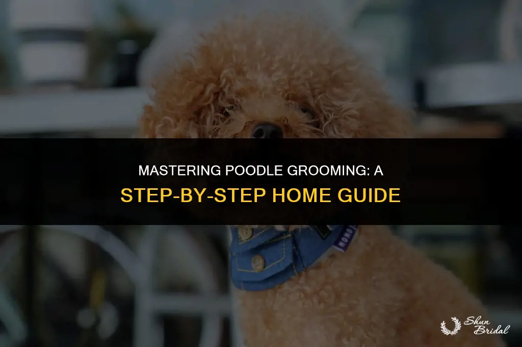 how to groom a poodle at home