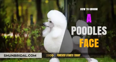 Mastering the Art of Poodle Facial Grooming: A Step-by-Step Guide