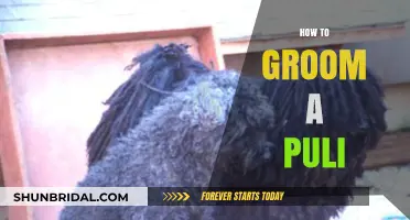 Mastering the Art of Grooming Your Puli: A Comprehensive Guide