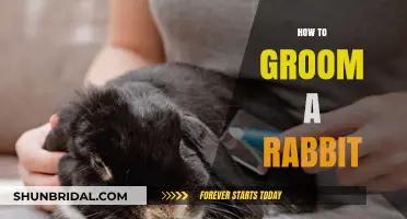 Bunny Beauty: A Comprehensive Guide to Rabbit Grooming