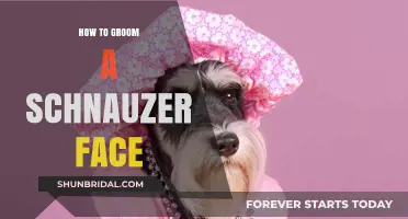 Mastering the Art of Schnauzer Facial Grooming: A Step-by-Step Guide