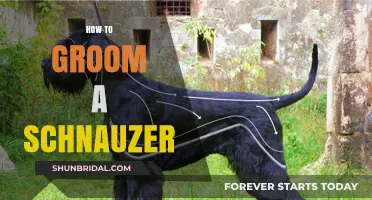 Mastering the Art of Schnauzer Grooming: A Step-by-Step Guide