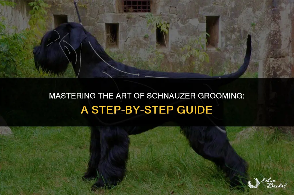 how to groom a schnauzer