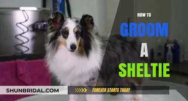 Mastering the Art of Sheltie Grooming: A Comprehensive Guide