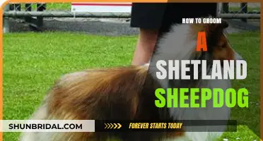 Mastering the Art of Grooming Your Shetland Sheepdog