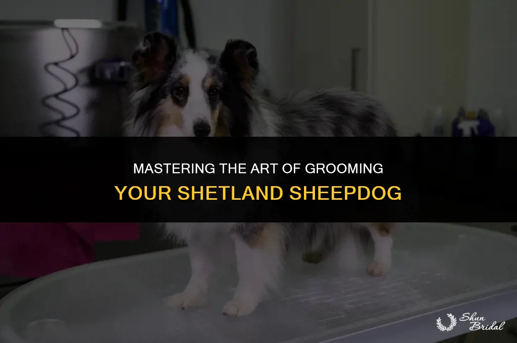 how to groom a shetland sheepdog