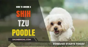 Mastering the Art of Grooming Your Shih Tzu Poodle