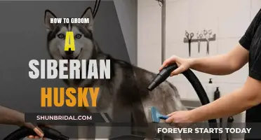 Mastering the Art of Grooming Your Siberian Husky