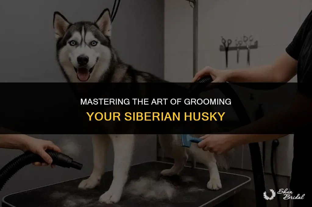 how to groom a siberian husky