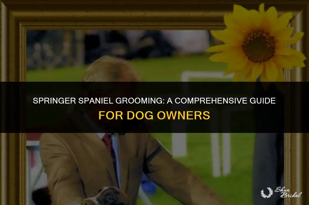 how to groom a springer spaniel