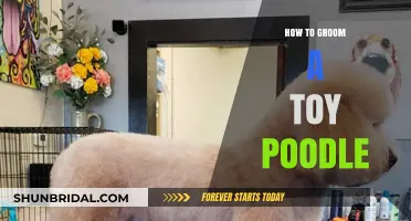 Poodle Perfection: A Step-by-Step Guide to Grooming Your Toy Poodle