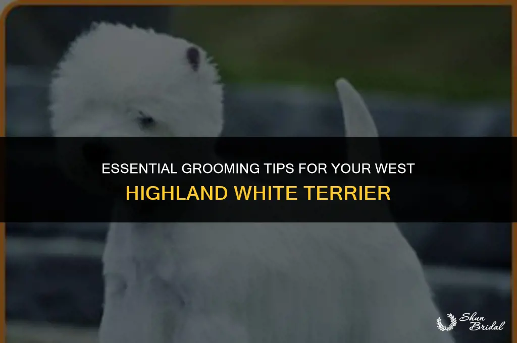 how to groom a west highland white terrier