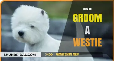 Mastering the Art of Westie Grooming: A Step-by-Step Guide