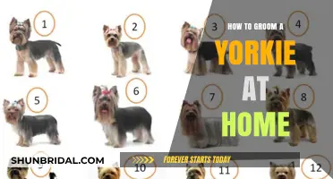 Mastering Yorkie Grooming: A Step-by-Step Home Guide