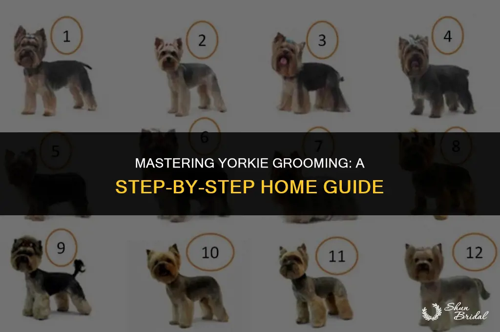 how to groom a yorkie at home