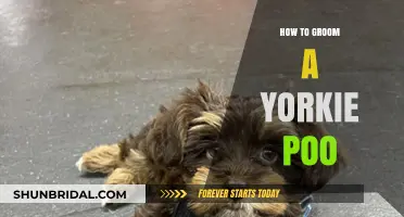 Mastering the Art of Grooming Your Adorable Yorkie Poo