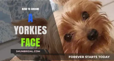 Mastering the Art of Grooming Your Yorkie's Face