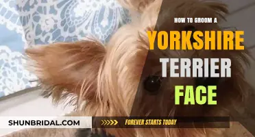 Mastering the Art of Grooming Your Yorkshire Terrier's Face
