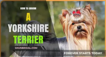 Mastering the Art of Grooming Your Yorkshire Terrier