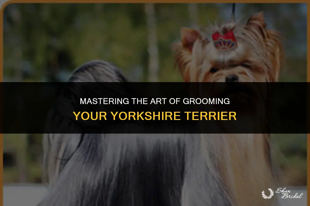 how to groom a yorkshire terrier