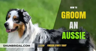Mastering the Art of Grooming Your Aussie: A Comprehensive Guide