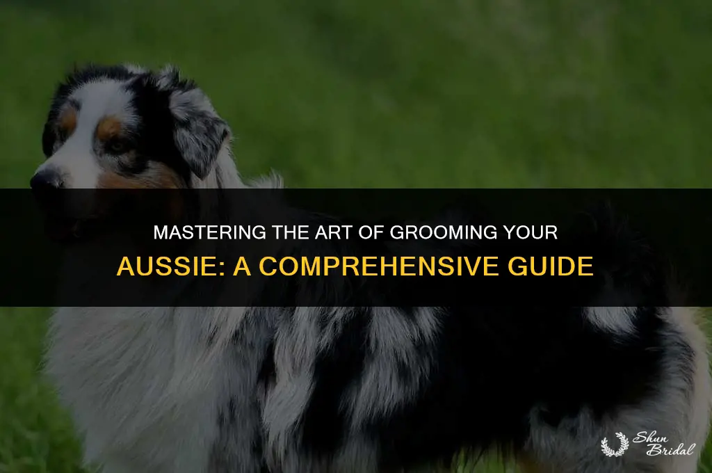 how to groom an aussie