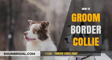 Mastering the Art of Grooming Your Border Collie: A Comprehensive Guide