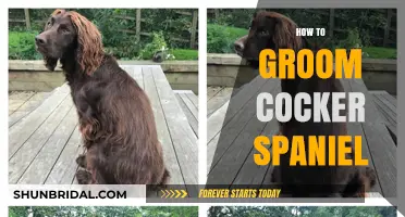 Cocker Spaniel Grooming 101: Tips for a Happy, Healthy Coat