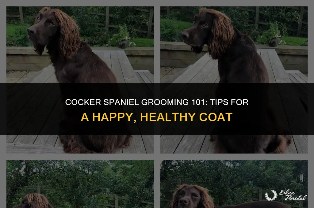 how to groom cocker spaniel
