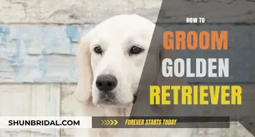 Golden Retriever Grooming 101: Tips for a Shiny, Healthy Coat