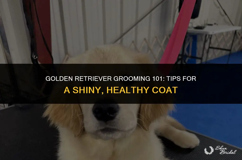 how to groom golden retriever
