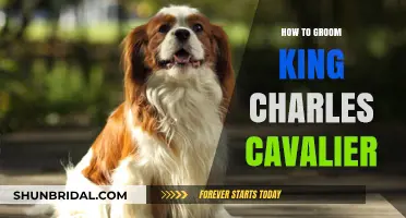 Mastering the Art of Grooming Your King Charles Cavalier